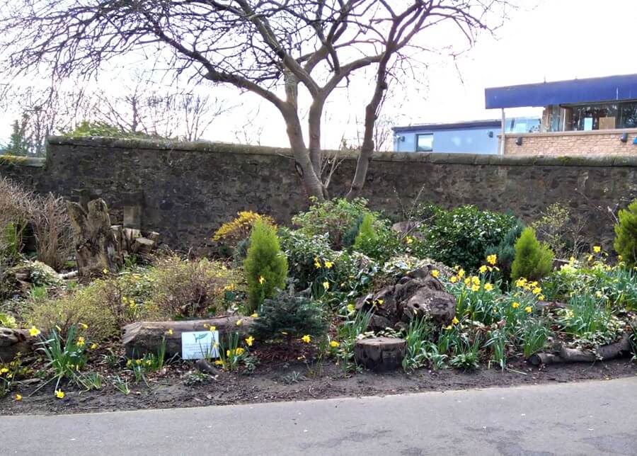 Flower garden at Kirkcaldy War Memorial Gardens with yellow daffodils, a stone wall, and a tall leafless tree