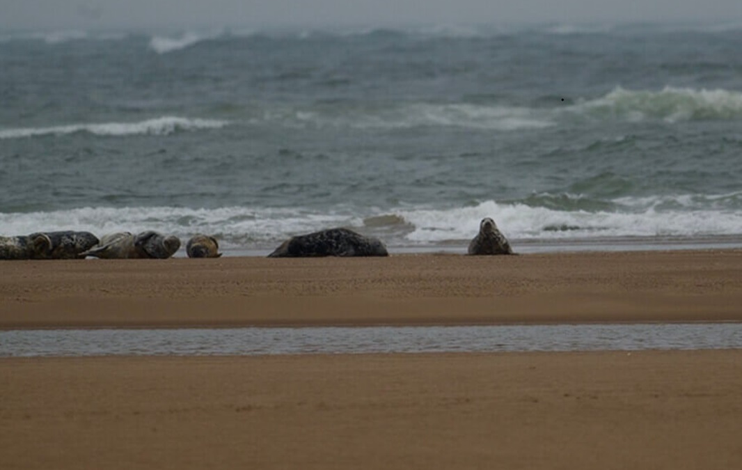 Common seals resting on a sandy beach beside the sea.