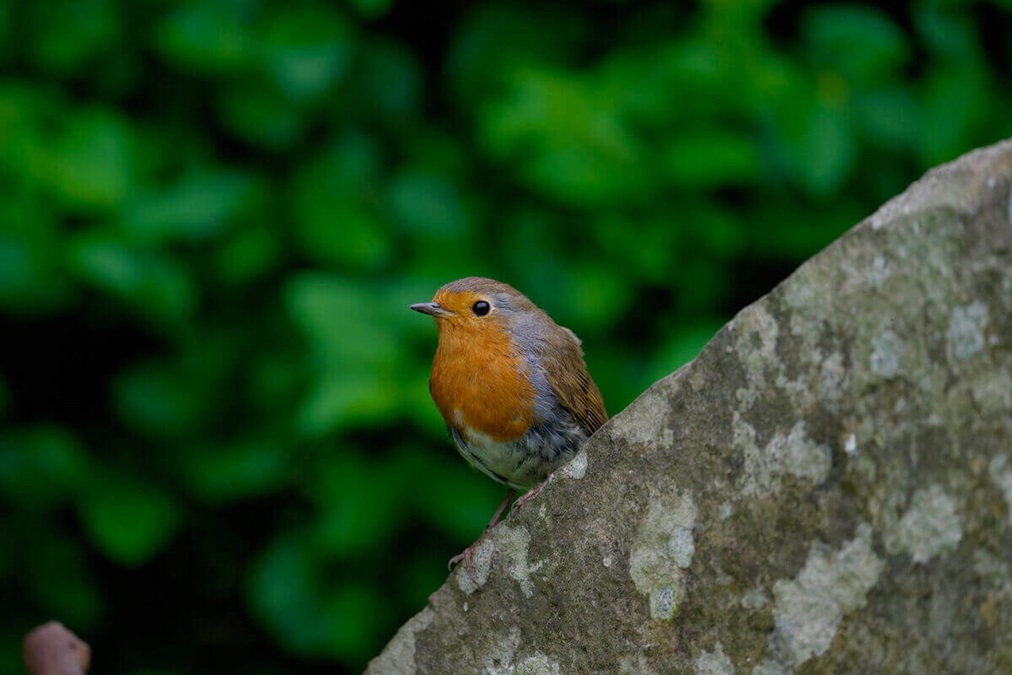 Robin perched on a stone.