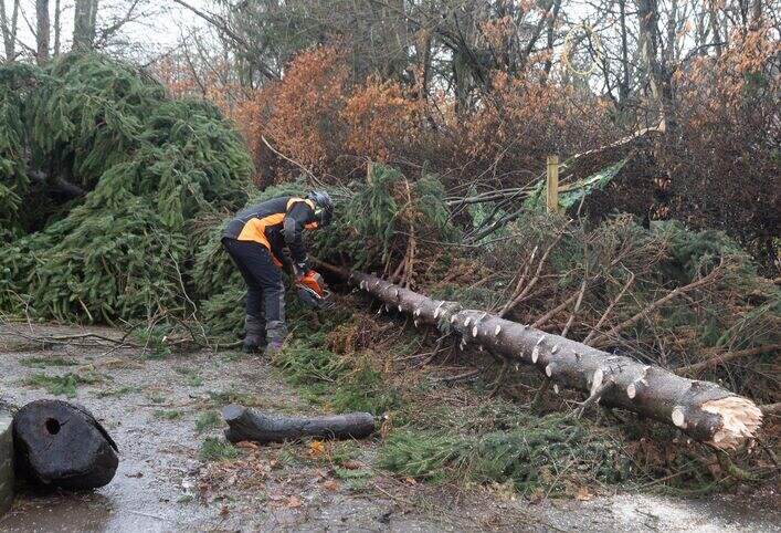 A fallen tree is being cut back so it can be removed from a road